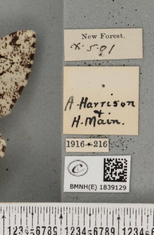 Biston betularia ab. benesignata Lempke, 1953 - BMNHE_1839129_label_412860