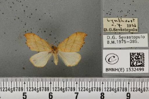 Falcaria lacertinaria (Linnaeus, 1758) - BMNHE_1532499_187487