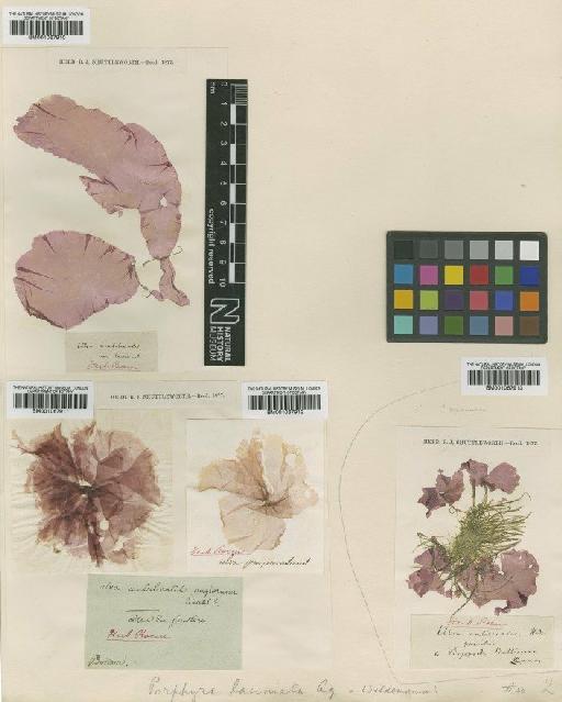 Porphyra purpurea (Roth) C.Agardh - BM001067913