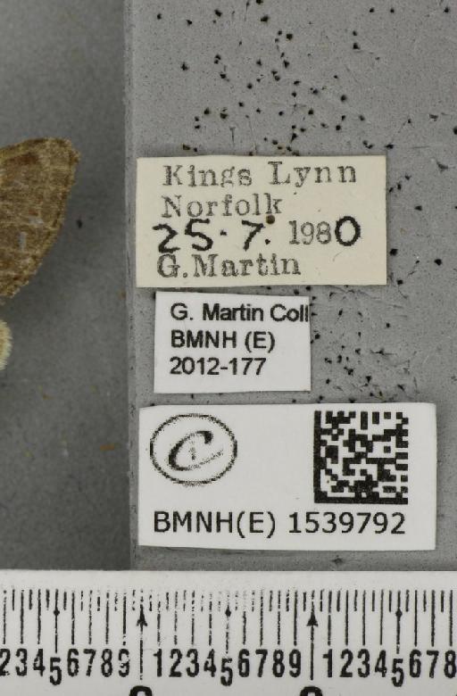 Notodonta dromedarius (Linnaeus, 1758) - BMNHE_1539792_label_244485