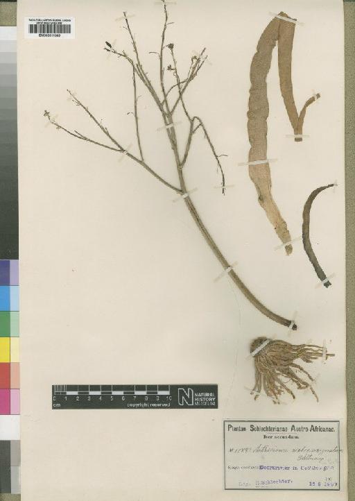 Trachyandra muricata (L.f.) Kunth - BM000911669