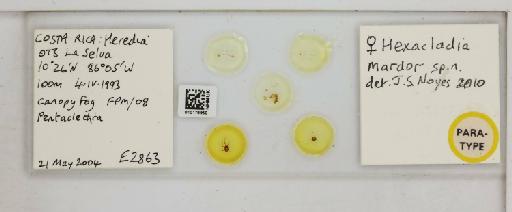 Hexacladia mardor Noyes, 2010 - 010178950_Hexacladia_mardor_PT F_slide labels