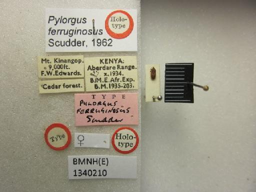 Pylorgus ferruginosus Scudder, 1962 - Pylorgus ferruginosus-BMNH(E)1340210-Holotype female dorsal & labels