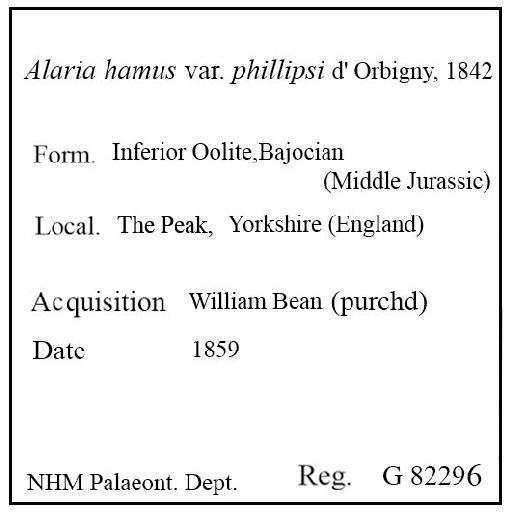 Alaria hamus var. phillipsi d' Orbigny, 1842 - G 82296. Alaria hamus var. phillipsi (label)
