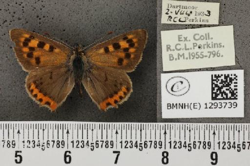 Lycaena phlaeas eleus (Fabricius, 1798) - BMNHE_1293739_130942