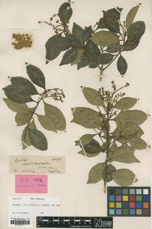 Symplocos celastrifolia Griff. ex C.B.Clarke - BM000997517
