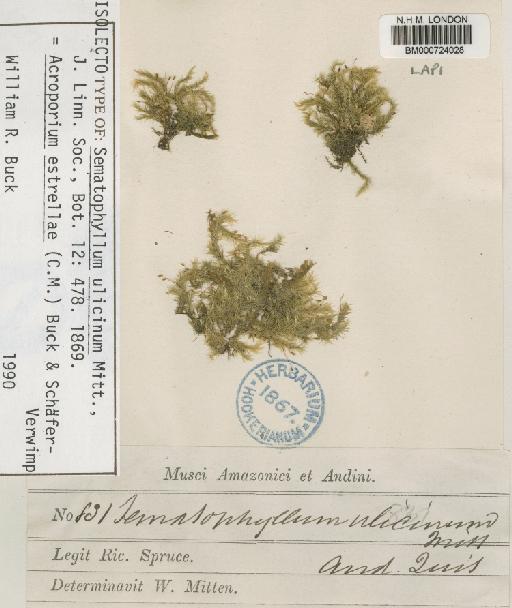 Acroporium estrellae (Müll.Hal.) W.R.Buck & Schaf.-Verw. - BM000724028