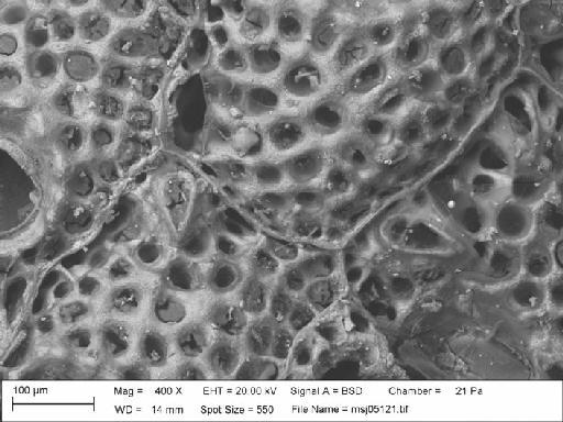 Calyptotheca thornelyae Dumont, 1981 - Calyptotheca_thornelyae_msj05121