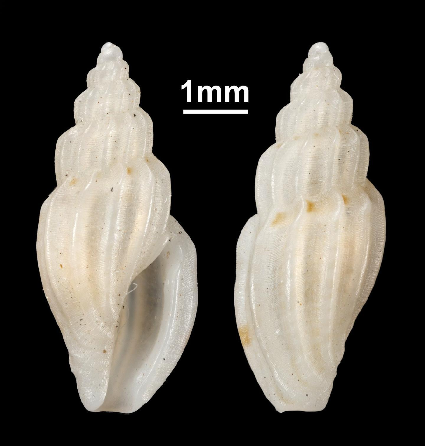 To NHMUK collection (Mangelia melitensis Cachia & Mifsud, 2008; HOLOTYPE; NHMUK:ecatalogue:2909195)