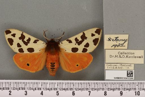 Arctia caja ab. decrescens Cockayne, 1935 - NHMUK_010416544_528924