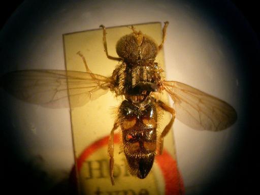 Eumerus auratus (Walker, 1857) - Eumerus auratus HT dorsal habitus