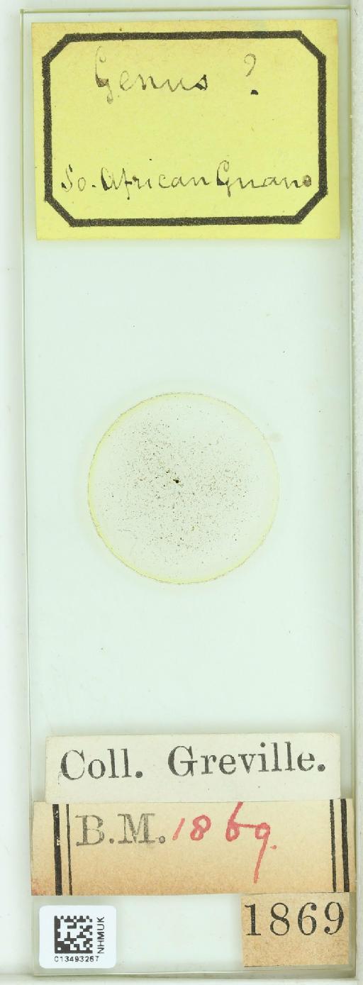 Bacillariophyceae Haeckel - 013493267_242060_4514084-NonType
