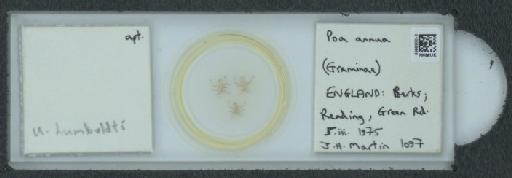 Utamphorophora humboldti Essig, 1941 - 010099986_112831_1096710