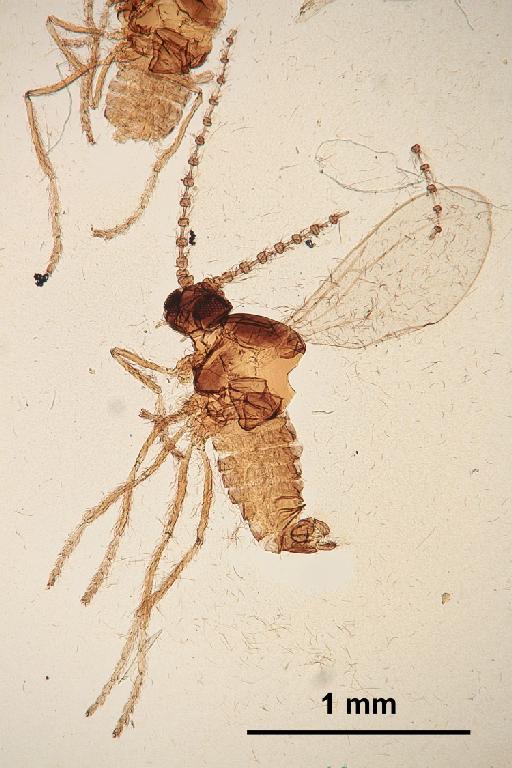 Peromyia ramosa (Edwards, 1938) - Joannisia_ramosa-010210310-adult1-64_0x-scale