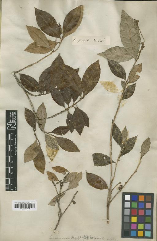 Pouteria sessiliflora (Sw.) Poir. - BM000952545