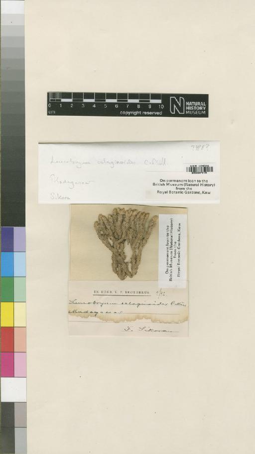 Leucobryum madagassum Besch. - BM000878108_a