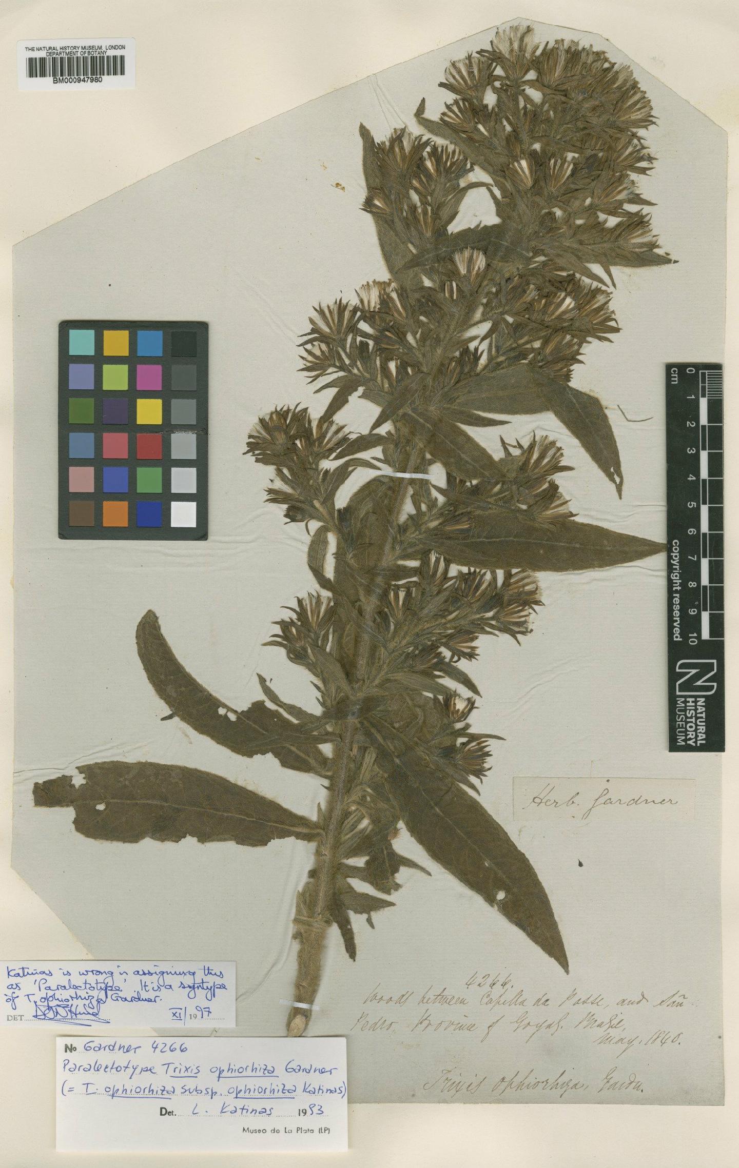 To NHMUK collection (Trixis ophiorhiza Gardner; Syntype; NHMUK:ecatalogue:621080)