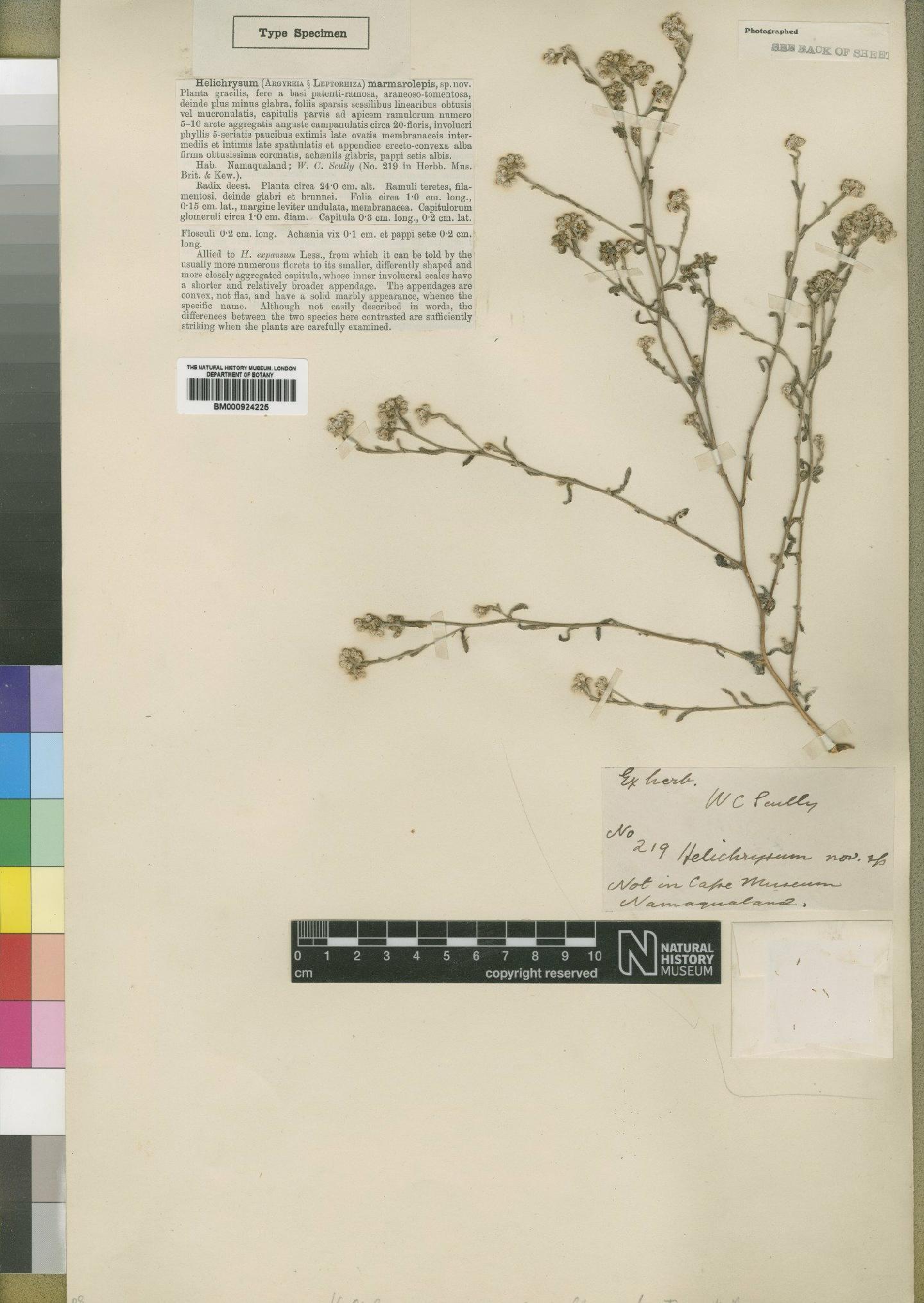 To NHMUK collection (Helichrysum marmarolepis Moore; Type; NHMUK:ecatalogue:4529253)