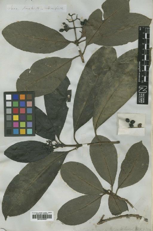 Psychotria euneura Miq. - BM000945327