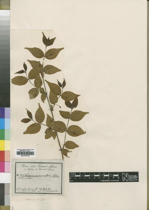 Rytigynia pauciflora (Schweinf.) Robyns - BM000903270