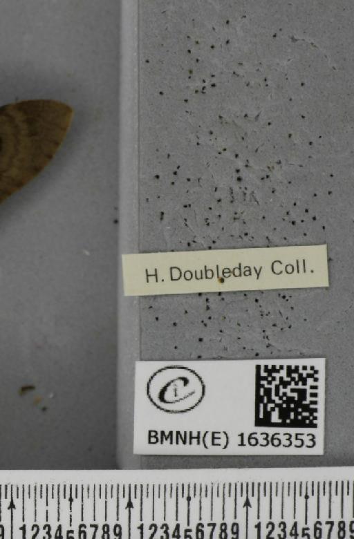 Macroglossum stellatarum (Linnaeus, 1758) - BMNHE_1636353_label_206069