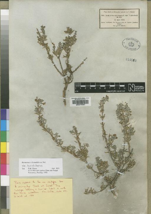 Rosmarinus x lavandulaceus var. lavandulaceus Noë - BM000796984