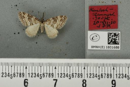 Perizoma minorata ericetata (Stephens, 1831) - BMNHE_1801688_371928