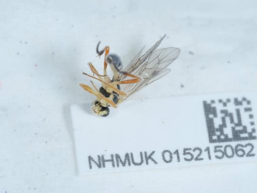 Syrphoctonus tarsatorius (Panzer, 1809) - 015215062_1