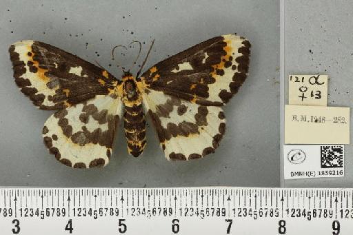 Abraxas grossulariata (Linnaeus, 1758) - BMNHE_1859216_416980