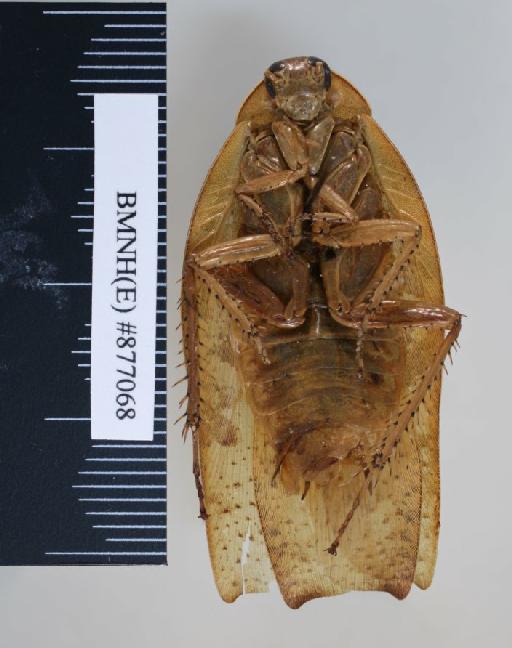 Rhabdoblatta terranea (Walker, 1868) - Rhabdoblatta terranea Walker, F, 1868, male, non type, ventral. Photographer: Aging Wang. BMNH(E)#877068