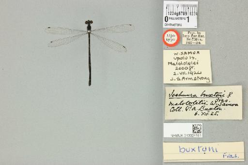 Ischnura buxtoni Fraser, 1927 - 013324181_dorsal