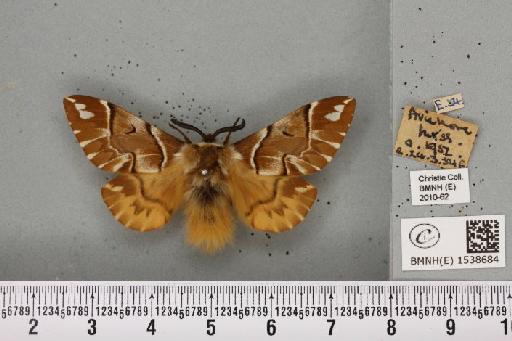 Endromis versicolora (Linnaeus, 1758) - BMNHE_1538684_240373