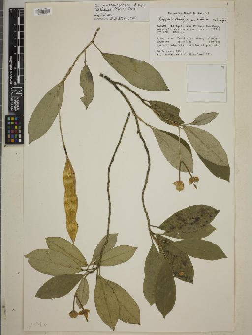 Capparis cynophallophora subsp. isthmensis - BM010775939