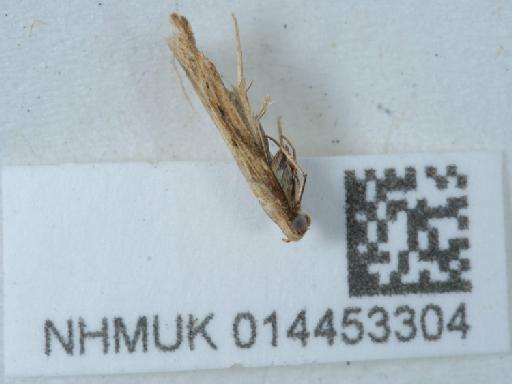 Metzneria lappella (Linnaeus, 1758) - 014453304_1