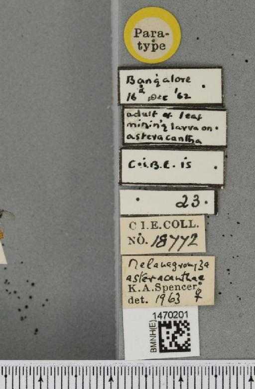 Melanagromyza asteracanthae Spencer, 1966 - BMNHE_1470201_label_44752