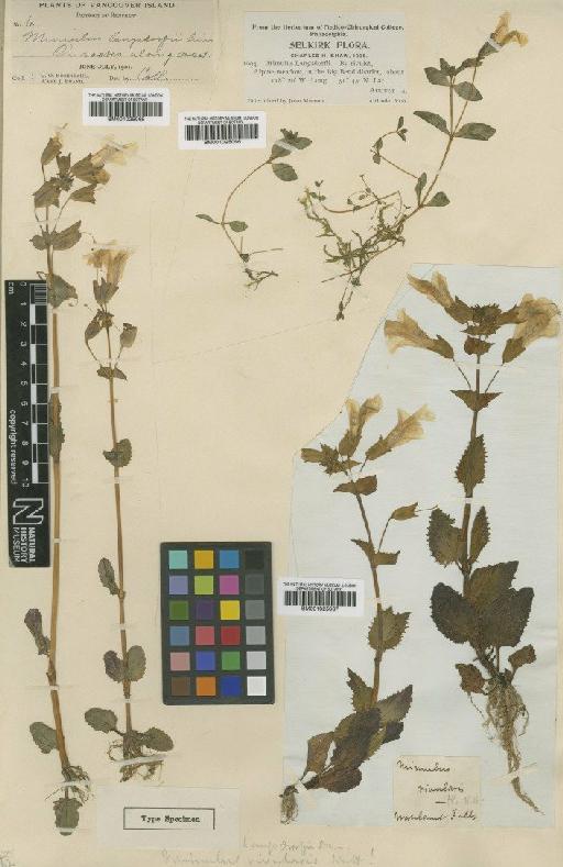 Mimulus guttatus DC. - BM001025065