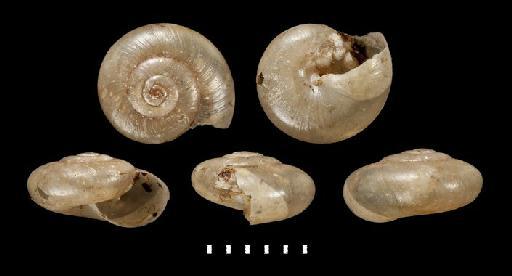 Helix compressivoluta subterclass Tectipleura Reeve, 1852 - 1996113, SYNTYPE, Helix compressivoluta Reeve, 1852 (this is also type of Helix omega Pfeiffer, 1853)