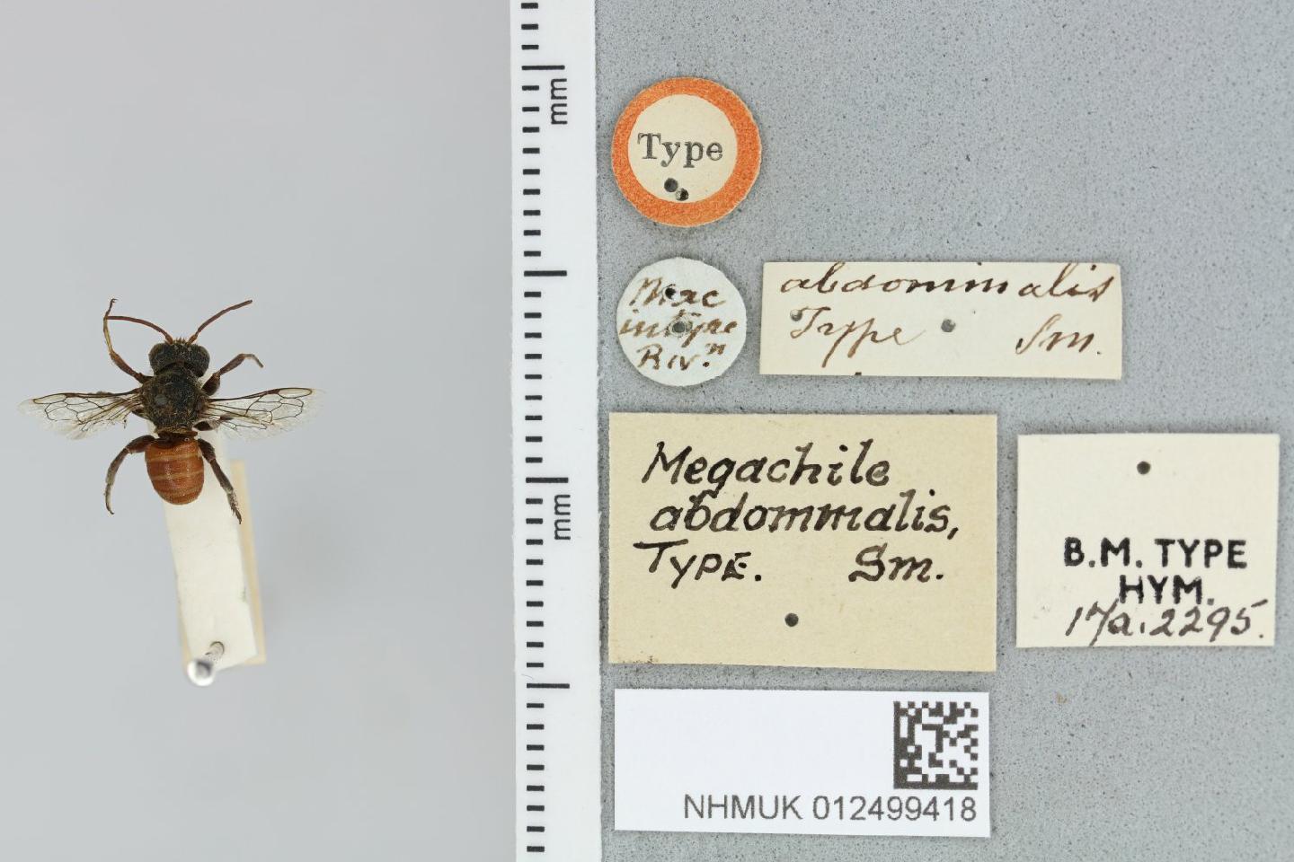 Megachile abdominalis