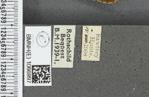 Lasiommata megera ab. postreducta Lempke, 1957 - BMNHE_1066997_label_30108