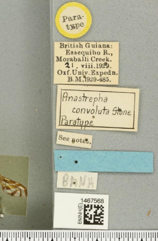 Anastrepha convoluta Stone, 1942 - BMNHE_1467568_label_40468