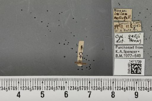 Ophiomyia galii Hering, 1937 - BMNHE_1471739_47401