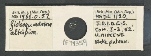 Globoquadrina altispira (Cushman & Jarvis, 1936) - PF71359.jpg