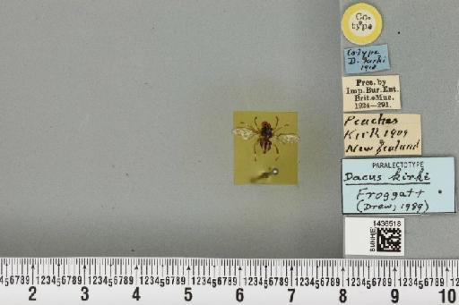 Bactrocera (Bactrocera) kirki (Froggatt, 1911) - BMNHE_1436518_30617