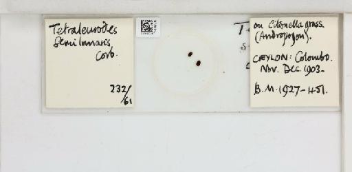 Crescentaleyrodes semilunaris Corbett, 1926 - 013500267_117713_1091979_157852_Type