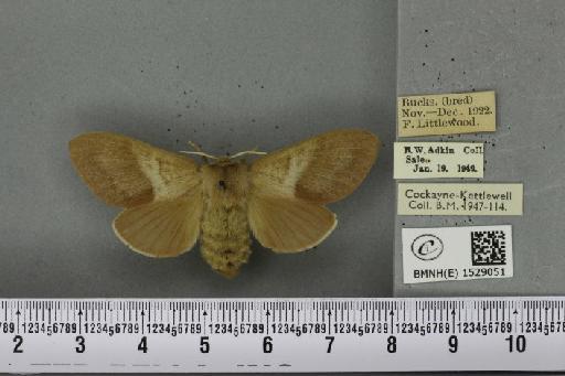 Macrothylacia rubi ab. cervina-conjuncta Tutt, 1902 - BMNHE_1529051_196580