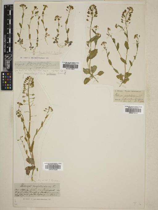 Thlaspi perfoliatum L. - BM000750247