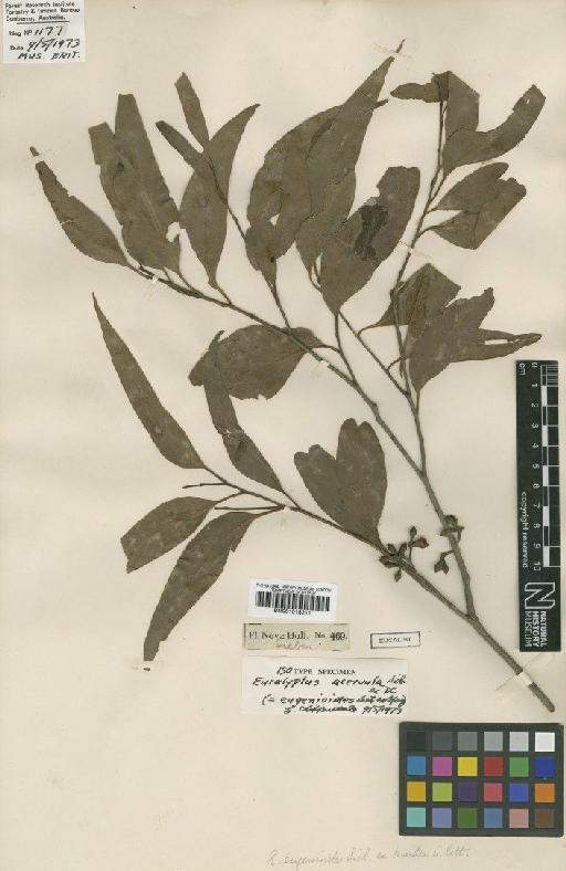 Eucalyptus eugenioides Sieber - BM001015211