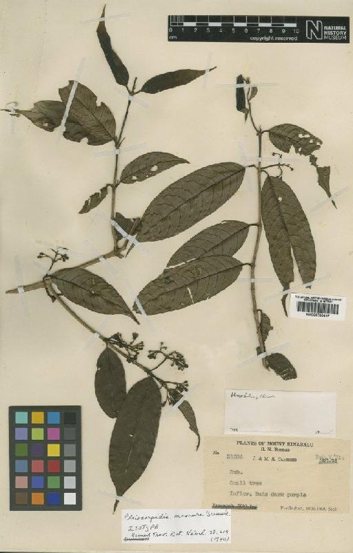 Pleiocarpidia macrura Bremek - BM000796417
