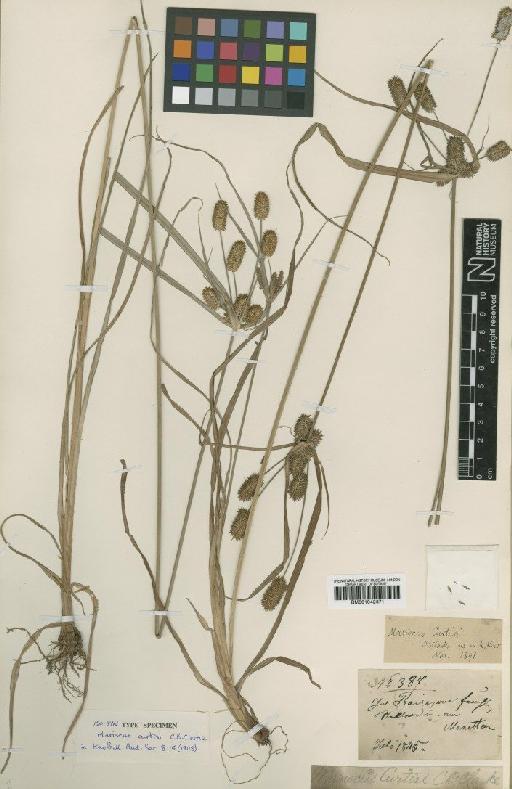 Cyperus ovatus Baldwin - BM001042371