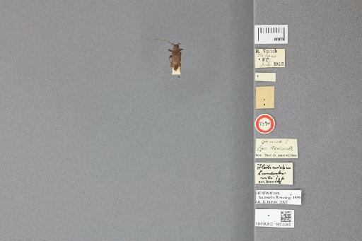 Hestimidius humeralis Breuning, 1939 - Hestimidius humeralis labels1